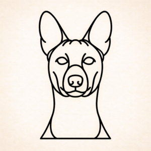 Basenji