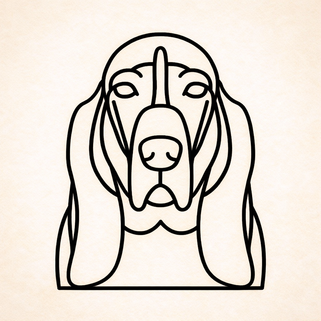 Basset Hound
