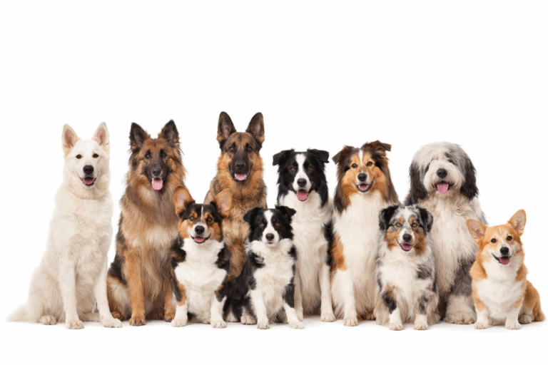 Groep 01 Herders en veedrijvers